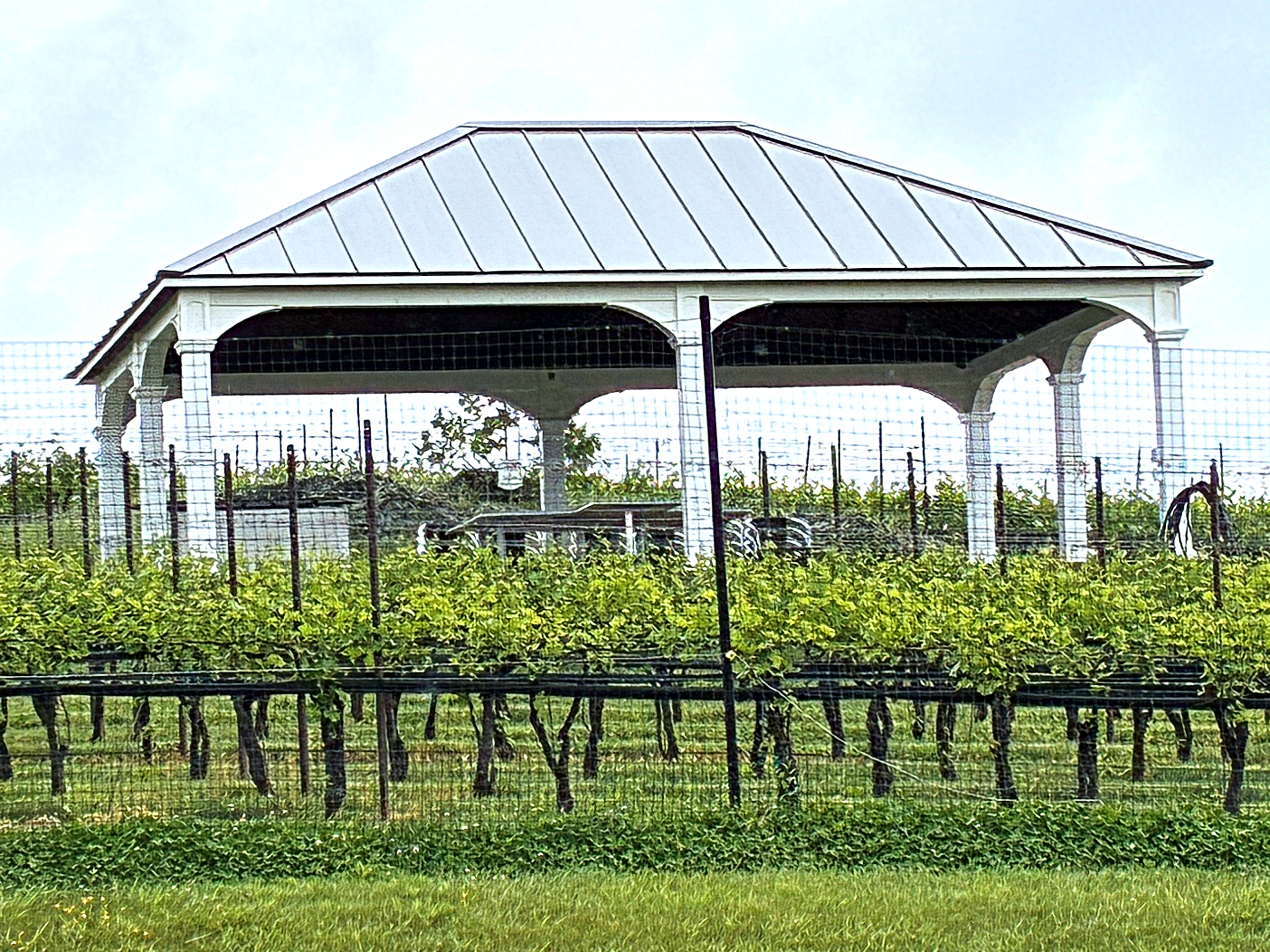Virginia vineyard in Middleburg wine country